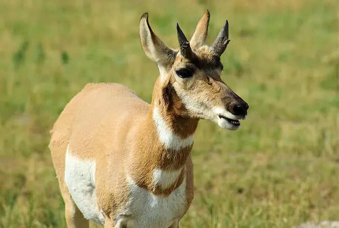 What Do You Do if You See a Wild Animal While Hiking?