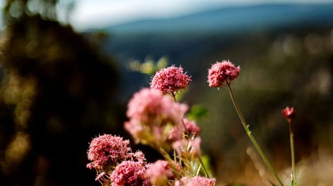 The Black Hills in May: Ultimate Spring Vacation